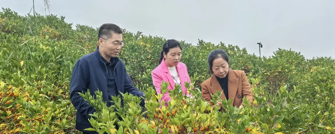 Field Visit at Our Green Planting Base of Gardenia, Pomelo and Purple Sweet Potato Field Visit at Our Green Planting Base of Gardenia, Pomelo and Purple Sweet Potato