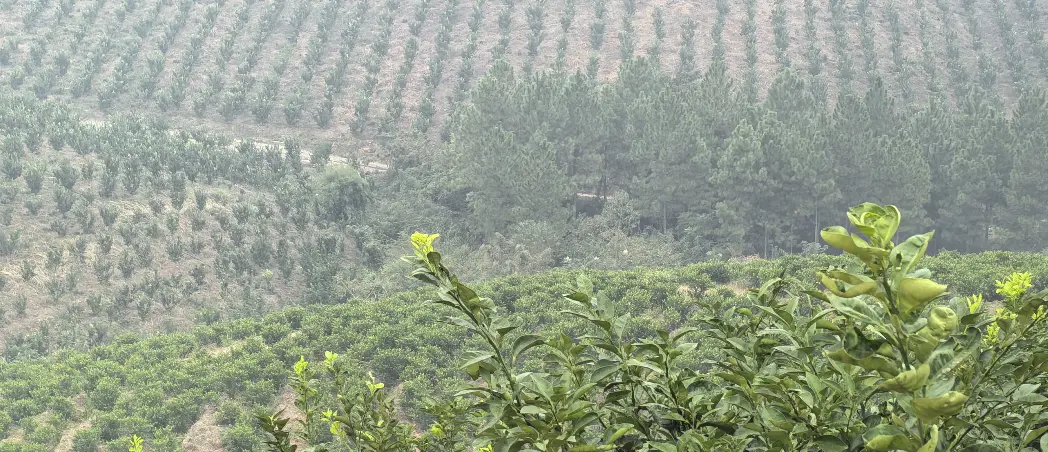 Field Visit at Our Green Planting Base of Gardenia, Pomelo and Purple Sweet Potato Field Visit at Our Green Planting Base of Gardenia, Pomelo and Purple Sweet Potato