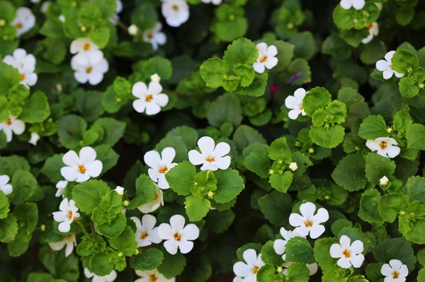 Bacopa Monnieri Plant Bacopa Monnieri Plant
