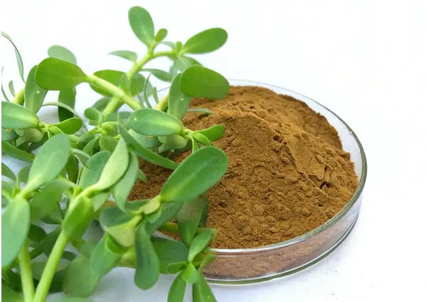 Bacopa Monnieri Extract powder