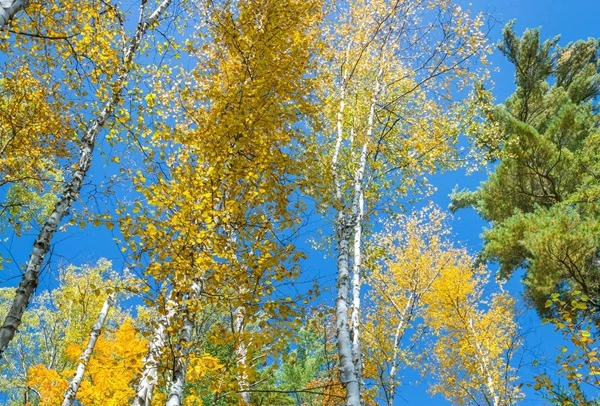 birch bark extract birch bark extract