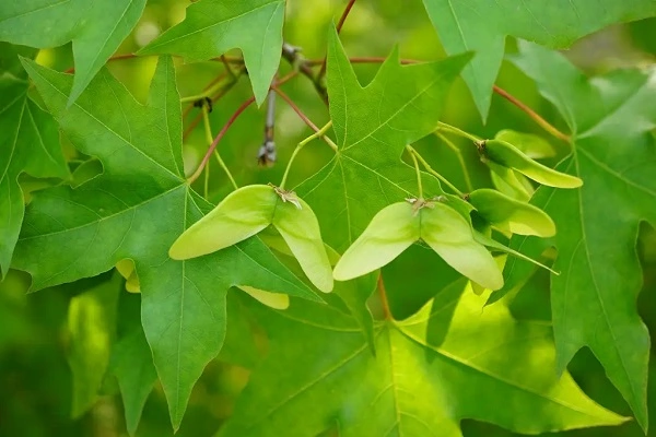 Acer Truncatum plant