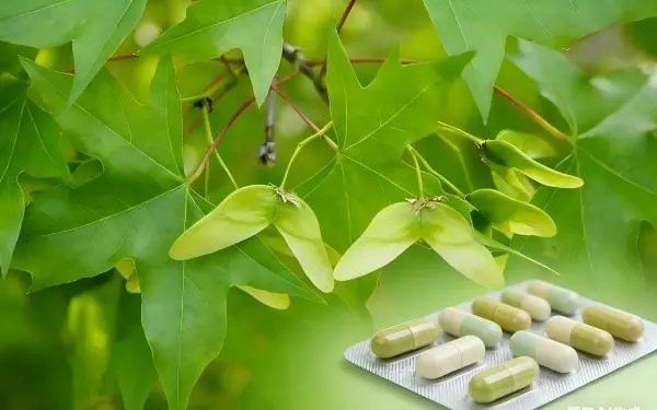 Acer Truncatum Extract应用