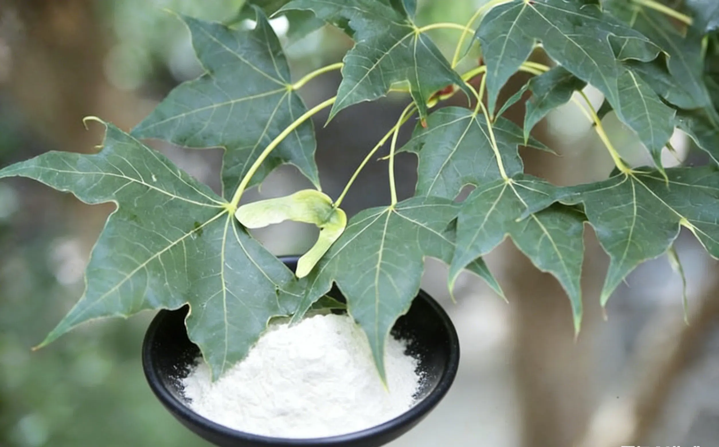 Acer Truncatum Extract 1