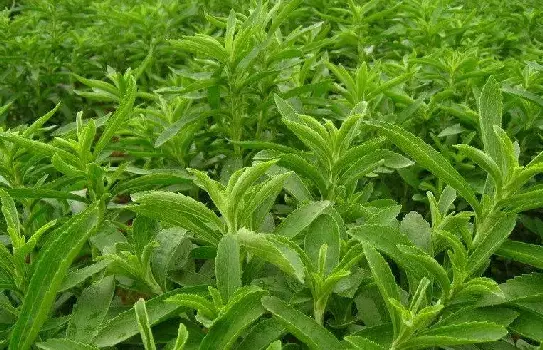 Stevia Extract Powder