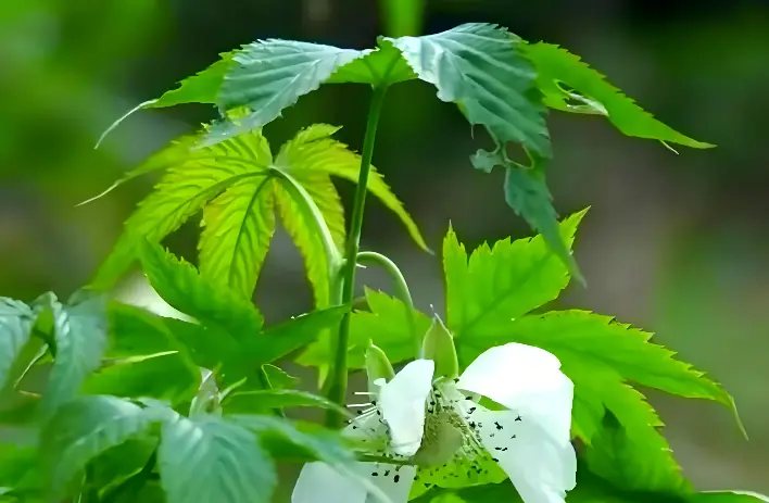 Sweet Tea Extract Sweet Tea Extract