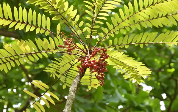 Tongkat Ali Extract Powder