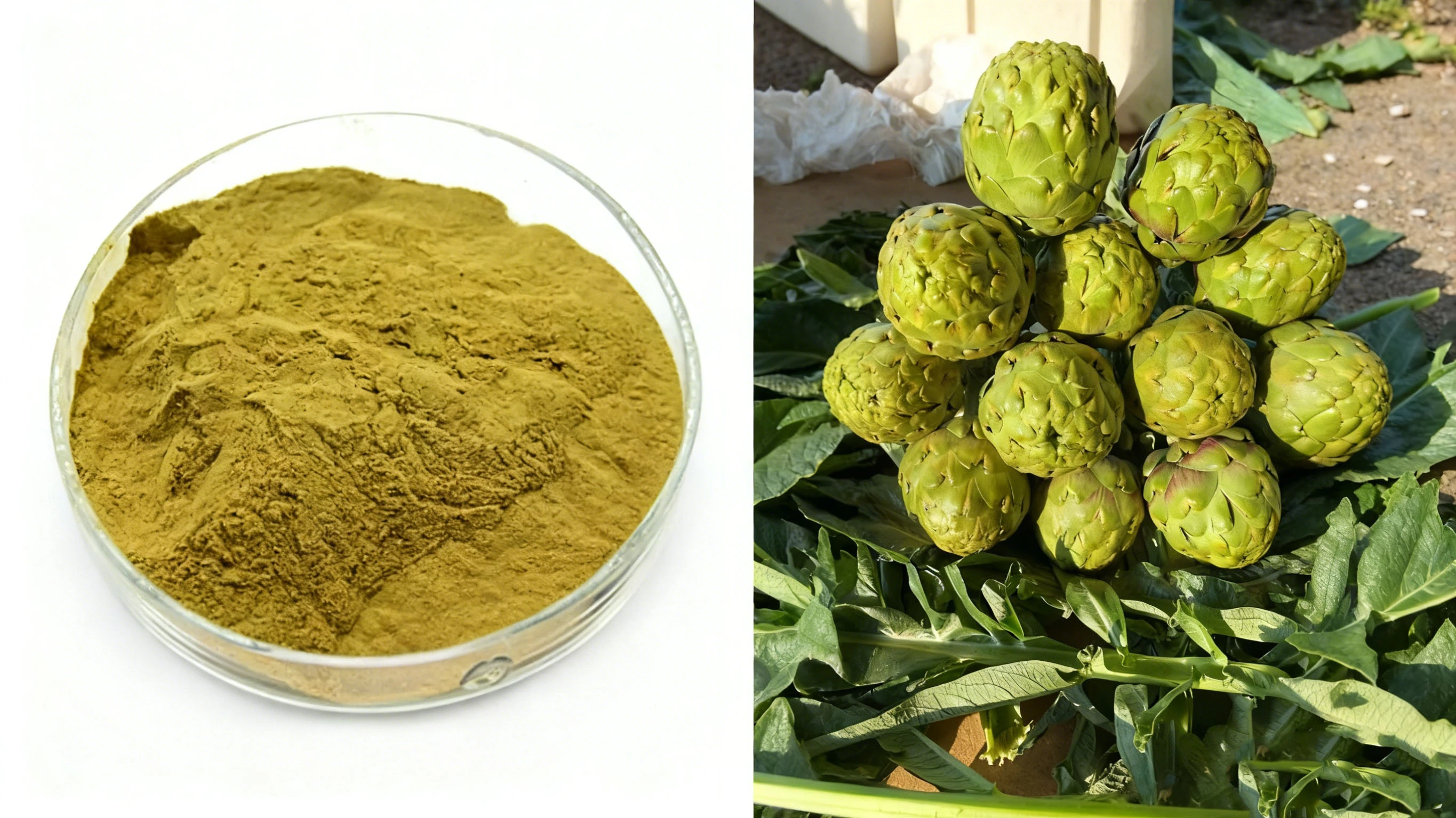 Artichoke Extract Powder Artichoke Extract Powder