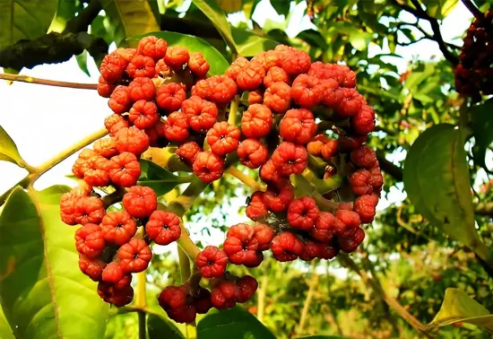 Evodia Extract Evodia Extract