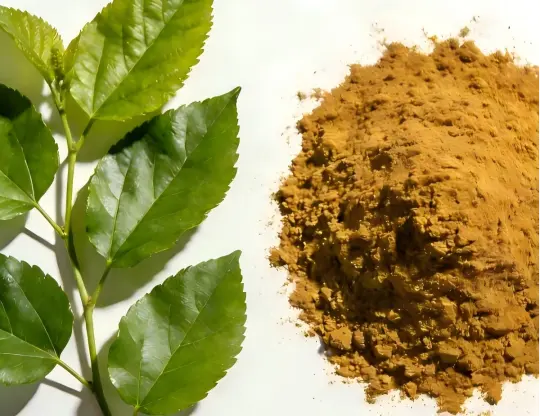 Mulberry Leaf Extract Powder