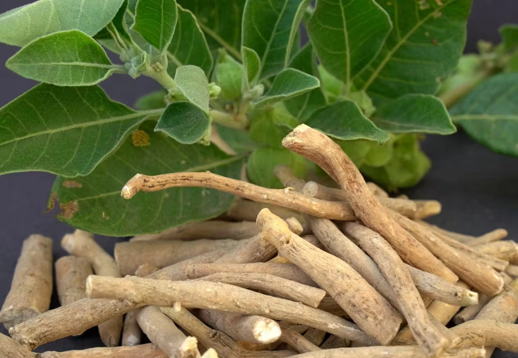 Ashwagandha Root Extract Powder Ashwagandha Root Extract Powder