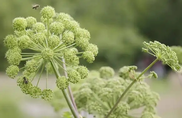 Angelica Officinalis Extract