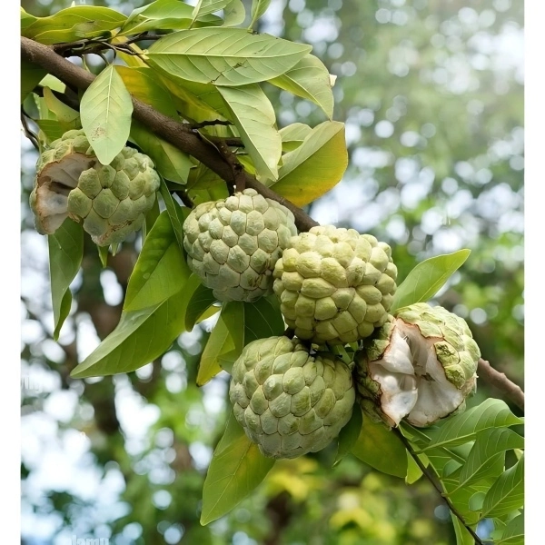 Annona Squamosa Fruit Annona Squamosa Fruit