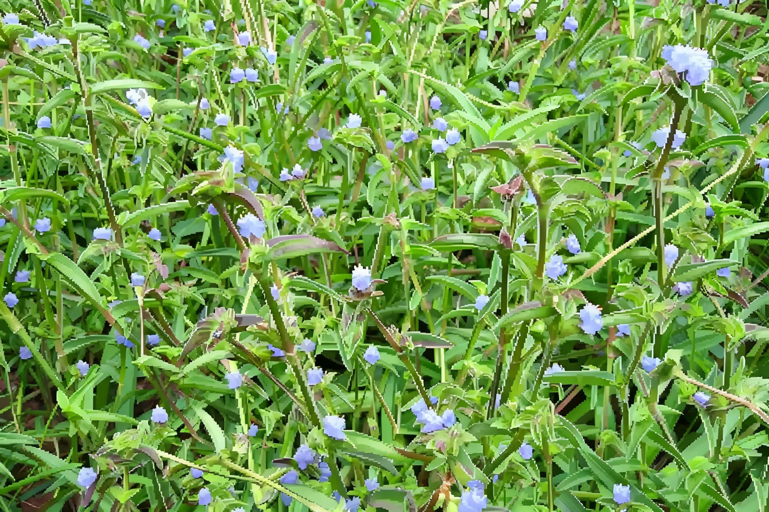 Cyanotis Arachnoidea Plant