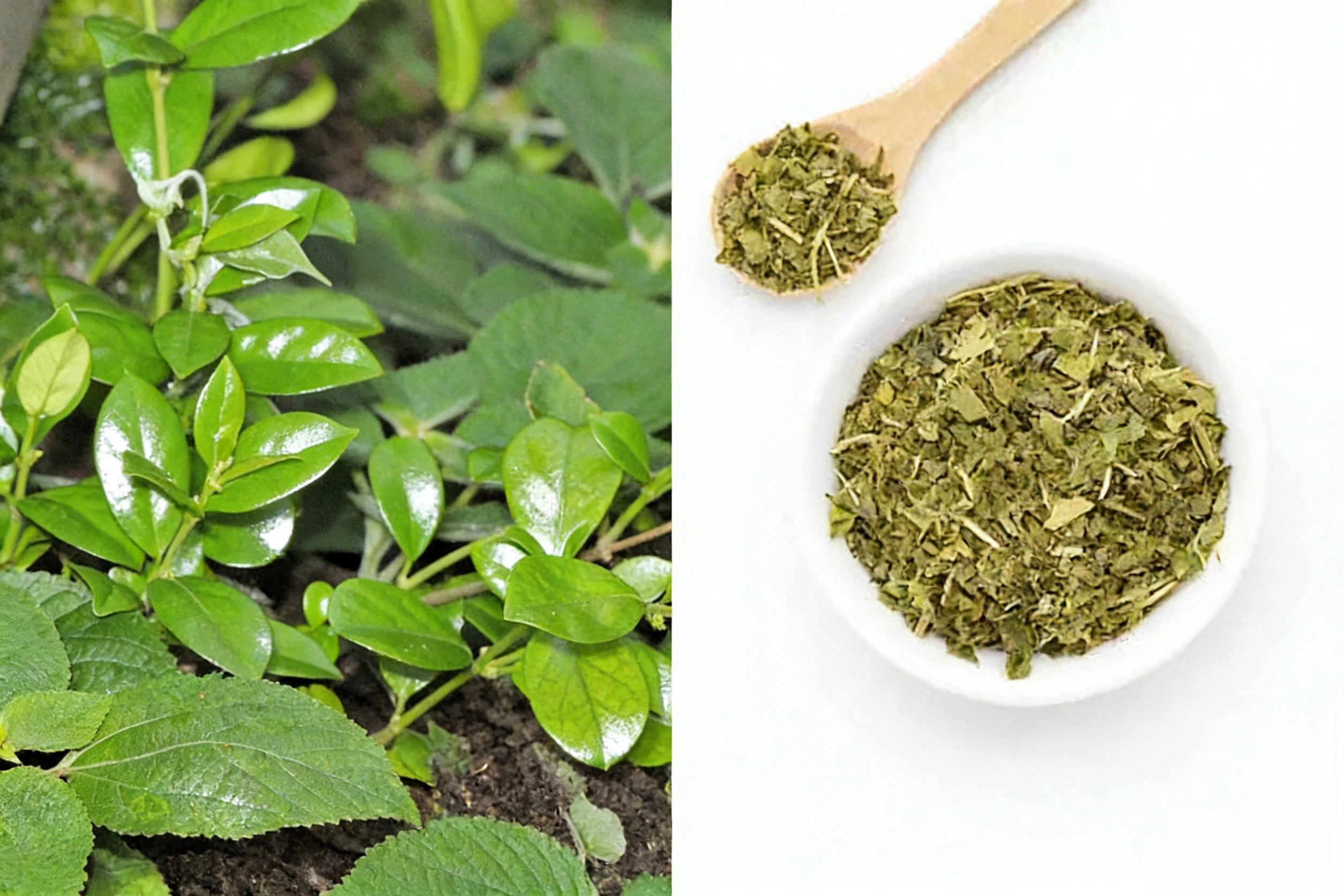 Gymnema Sylvestre Plant Gymnema Sylvestre Plant