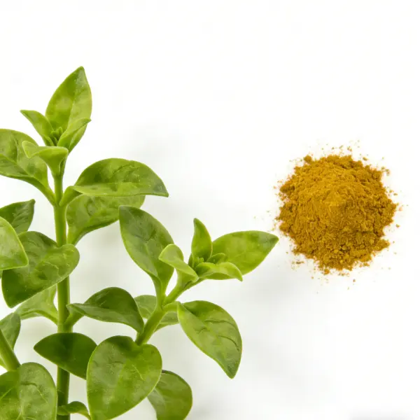 Andrographis Paniculata Extract