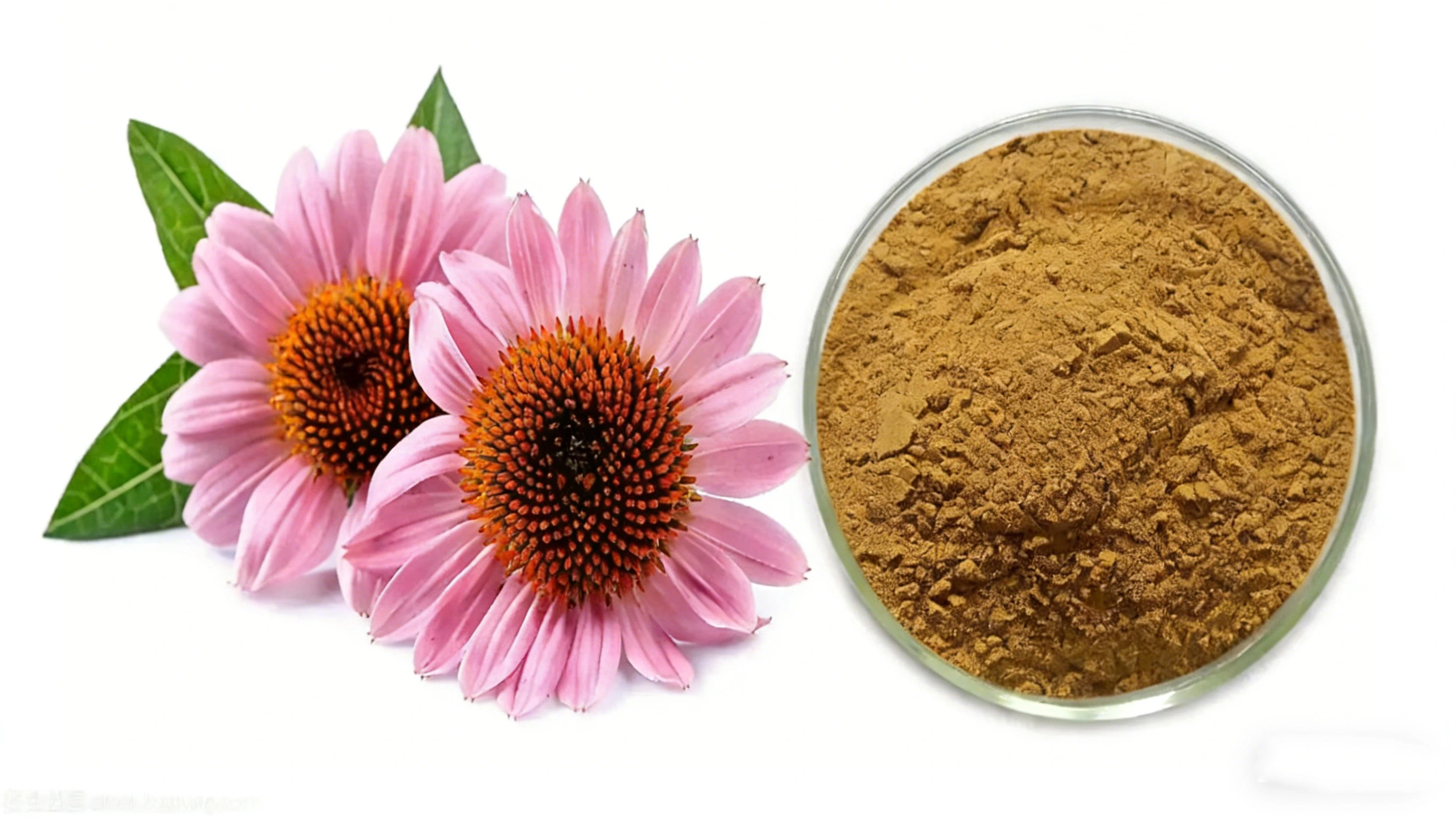 Echinacea Purpurea Extract Echinacea Purpurea Extract