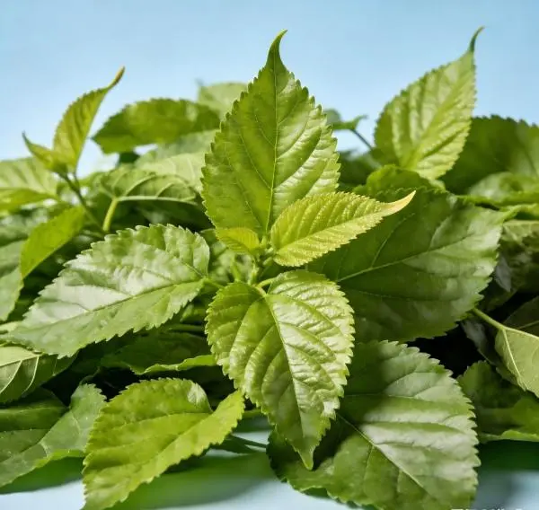 Mulberry Leaf Extract powder
