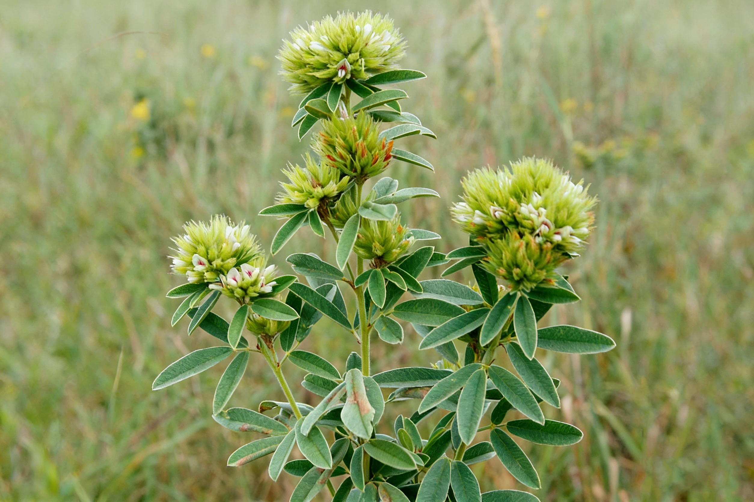 Lespedeza Capitata Plant Lespedeza Capitata Plant