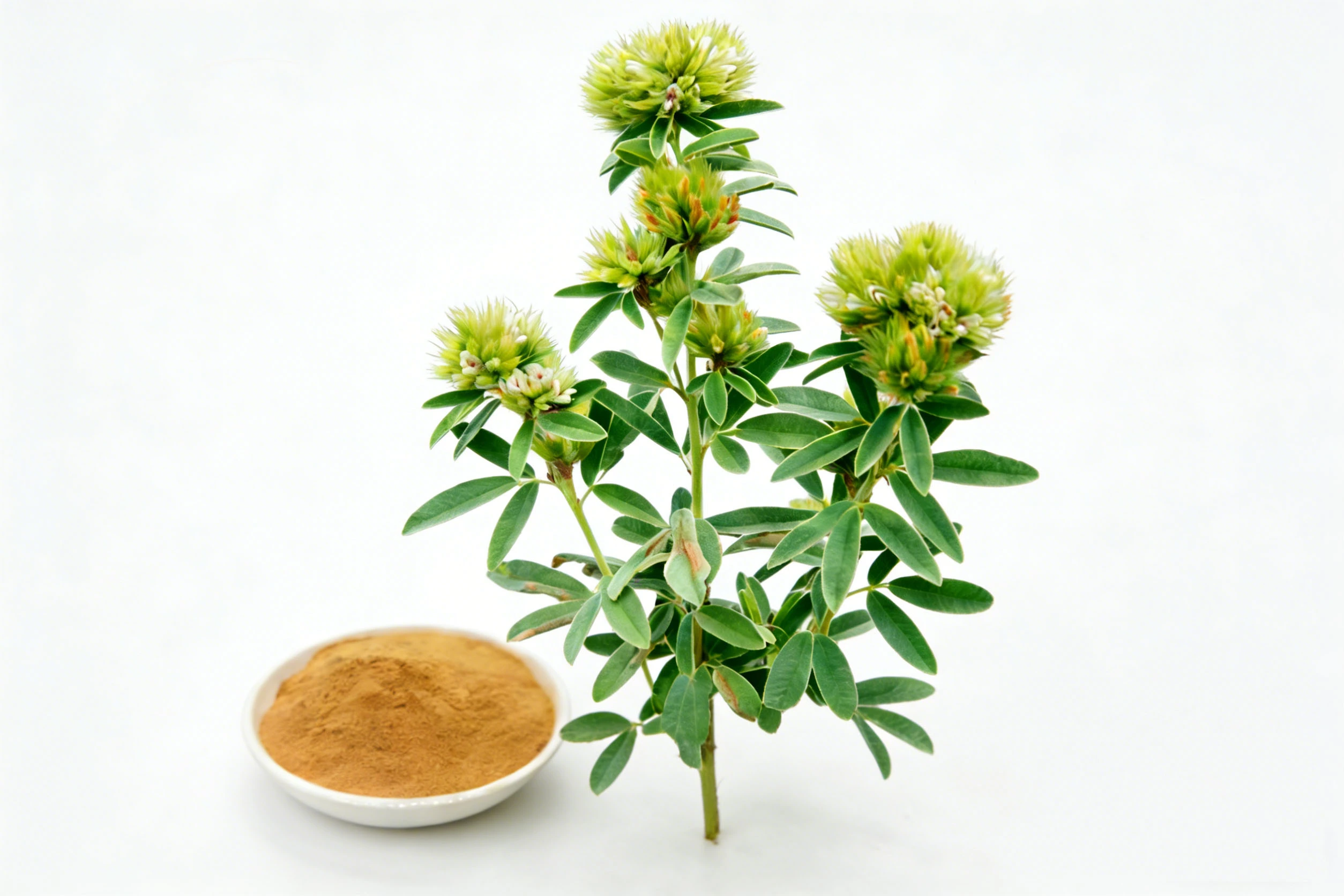 Lespedeza Capitata Extract Lespedeza Capitata Extract