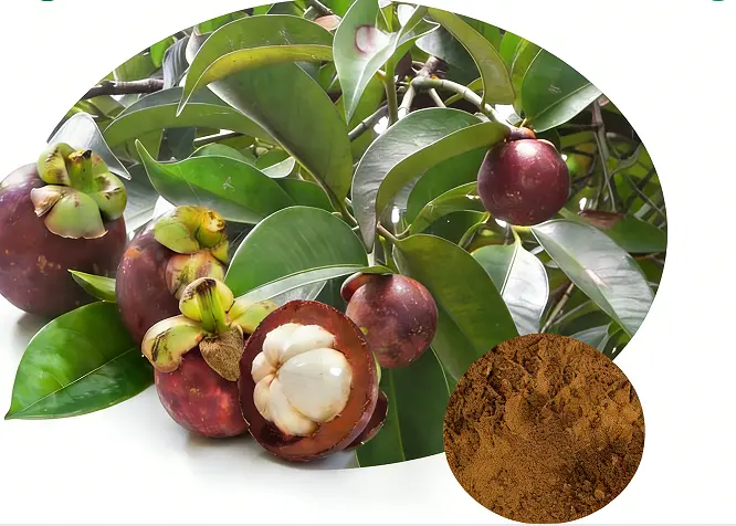 Mangosteen Extract Powder