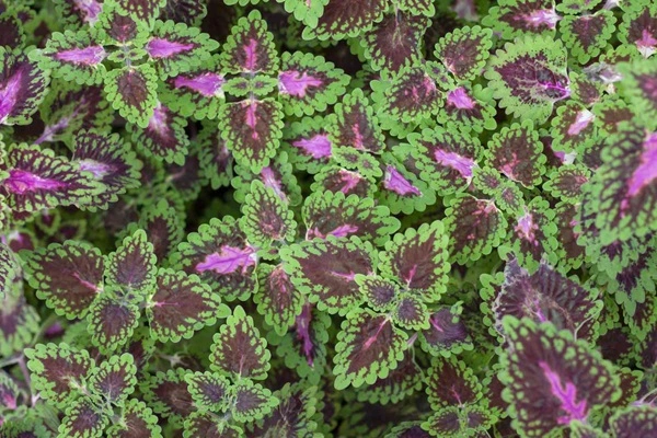 Coleus Forskohlii Extract Powder
