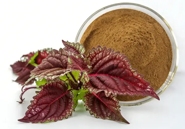 Coleus Forskohlii Extract Powder