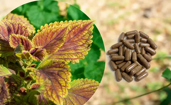 Coleus Forskohlii Extract Powder