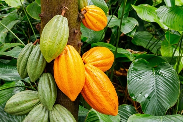 Cocoa Seed Extract Cocoa Seed Extract