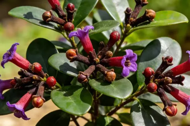 Clove Extract Powder