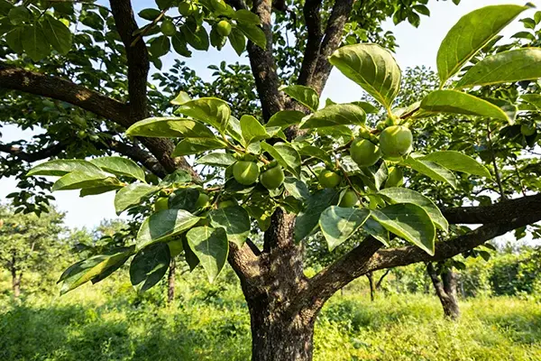 Persimmon Plant Persimmon Plant