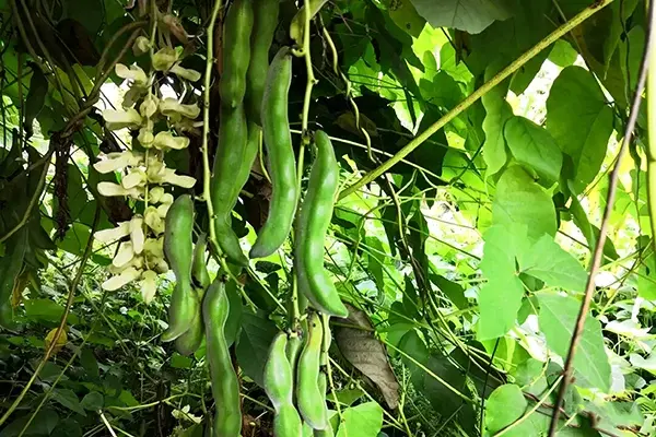 Mucuna Pruriens Plant Mucuna Pruriens Plant