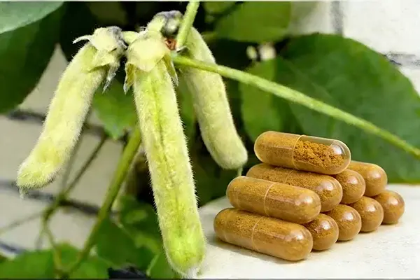 Mucuna Pruriens Application Mucuna Pruriens Application