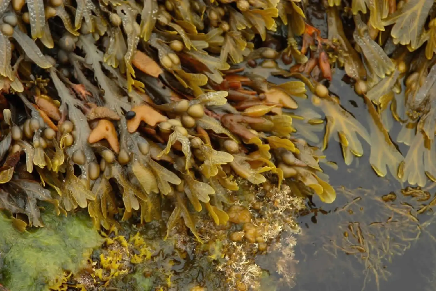 Bladderwrack Bladderwrack