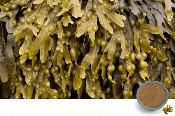Bladderwrack Extract Bladderwrack Extract