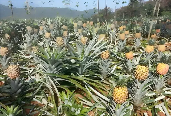 Bromelain