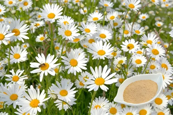 Chamomile Extract