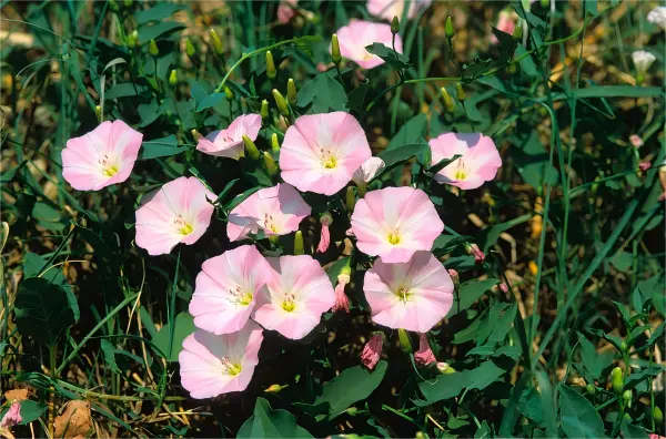 Field Bindweed Field Bindweed