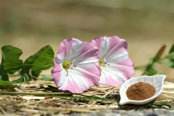 Field Bindweed Extract