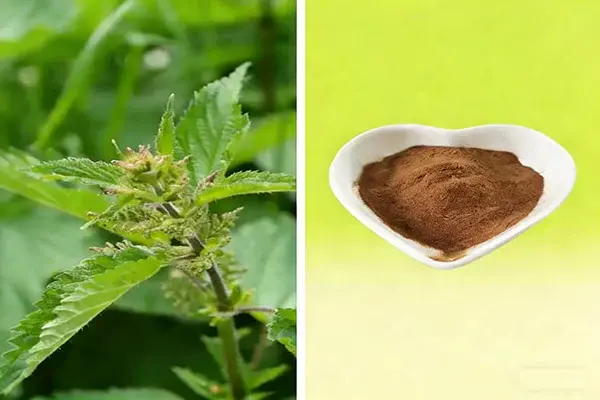 Nettle Powder Nettle Powder