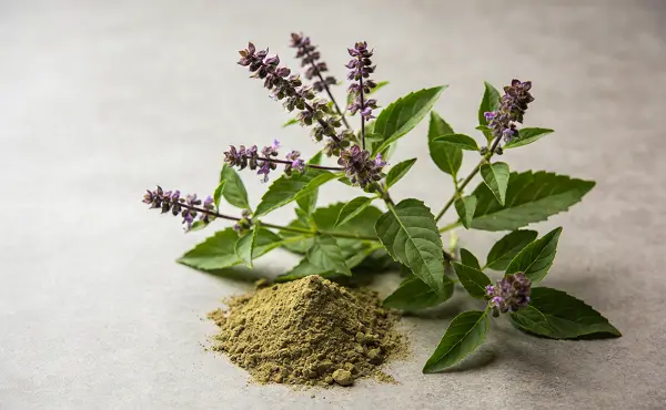 Holy Basil Extract Powder