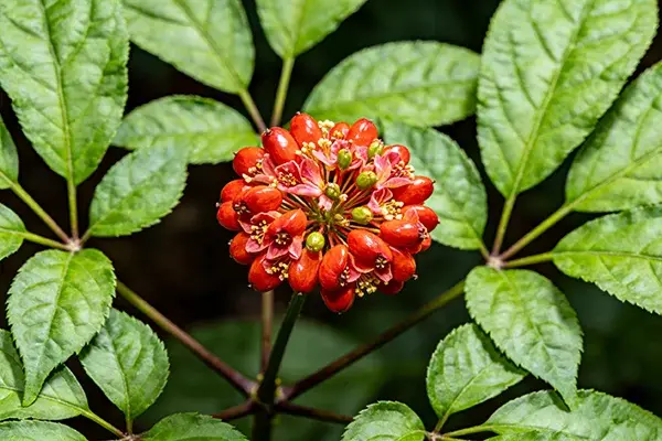 Notoginseng Plant