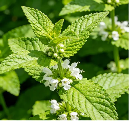 Melissa Officinalis Extract