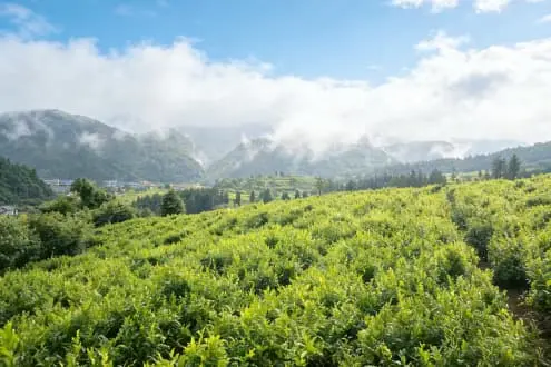 Vine Tea Extract Vine Tea Extract