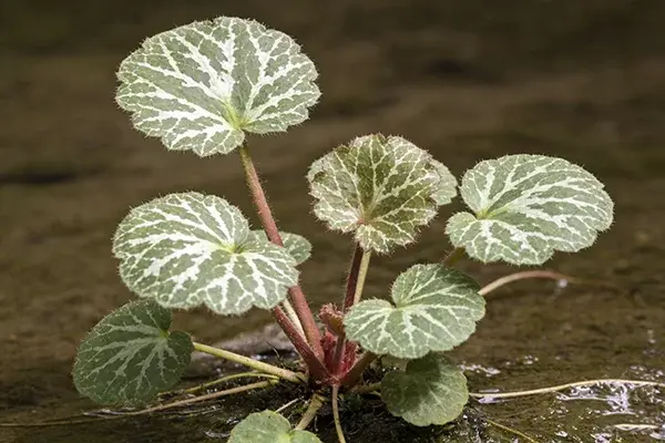 Saxifraga Stolonifera Plant Saxifraga Stolonifera Plant