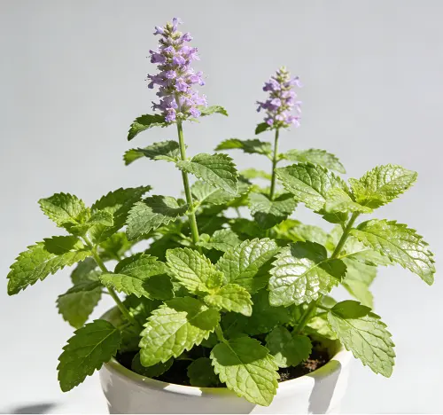 Peppermint Extract Powder