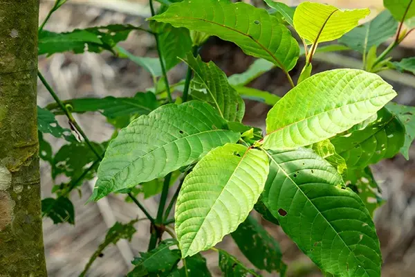 Yohimbe Plant Yohimbe Plant