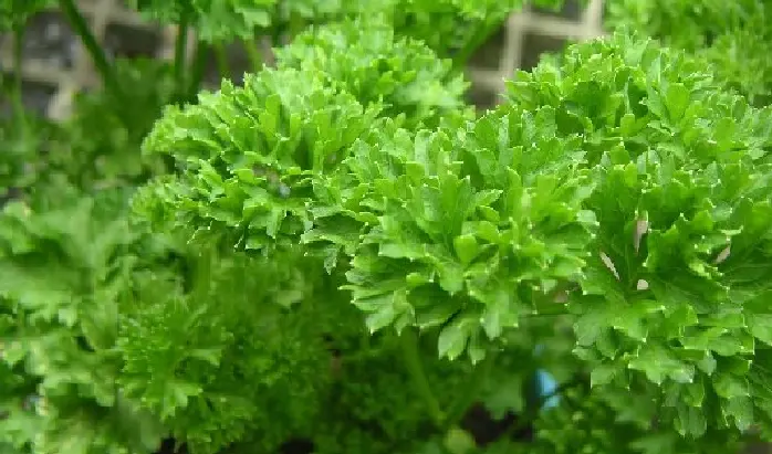 Parsley Extract Powder