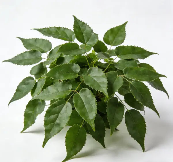 Epimedium Extract Powder