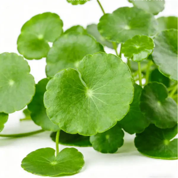 Gotu Kola Extract Powder